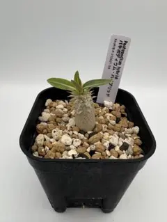 パキポディウム 伊藤ハイブリッド 実生 塊根植物 コーデックス - メルカリ