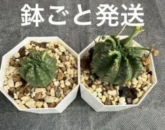ユーフォルビア バリダ実生 2株セット - メルカリ
