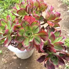 多肉植物。アエオニウム緑のバラ法師錦抜き苗1株 - メルカリ