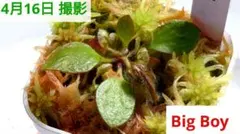 セファロタス ビッグボーイ(大株) 食虫植物 【匿名配送】 2026年最新】食虫 セファロタスの人気アイテム - メルカリ