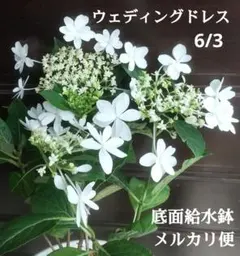 ガク紫陽花【ウェディングドレス】苗 ホワイト 白 八重咲き ハイドランジアのサムネイル