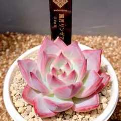 2026年最新】多肉植物 リンゼアナの人気アイテム - メルカリ