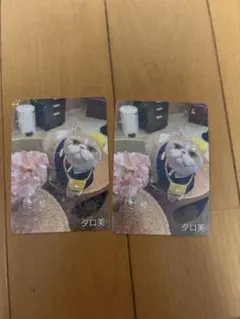 猫カフェMOCHA にゃんずトレカタロ美 2枚セット