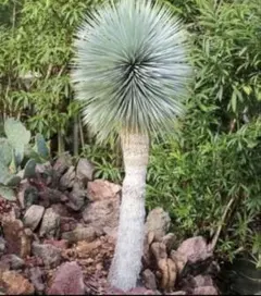 oguさま専用ユッカ