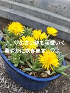 三時草5株です 可愛い黄色いお花 三時に咲く珍しい三時草です。♪のサムネイル