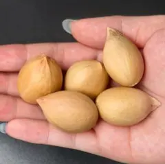 2月入荷 5粒 サイカス・カイルンシアナ 証明書あり2208 2025年最新】サイカス カイルンシアナの人気アイテム - メルカリ