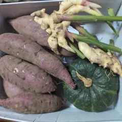 2025年最新】紅はるか苗の人気アイテム - メルカリ