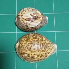 モルディブ土産 貝殻 2個セットのサムネイル