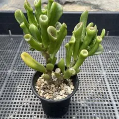 多肉植物 クラッスラ ゴーラム 古株 格好 5号鉢 長さ42cm 鉢こど発送