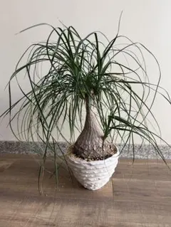 2026年最新】トックリラン ノリナの人気アイテム - メルカリ