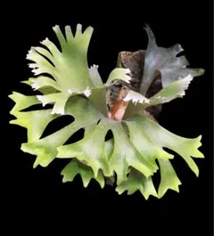 【たま様確認用】前葉体•胞子セット/ビカクシダ