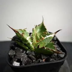 P2557⚠️出品8/2まで【鉢植え発送】アガベ チタノタ ハデスのサムネイル