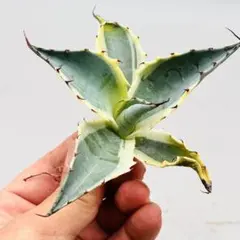 アガベ 多肉植物 サルミアナ フェロックス縞斑 - メルカリ