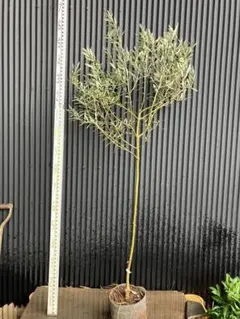 2025年最新】オリーブの木 カヨンヌの人気アイテム - メルカリ