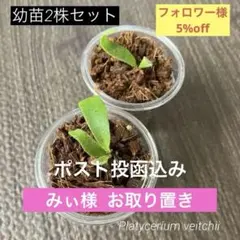 パキポディウム グラキリス 実生 5株セット - メルカリ