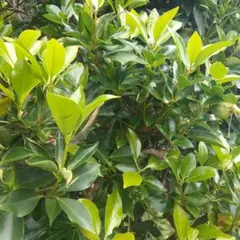 あみ様 リクエスト 2点 まとめ商品