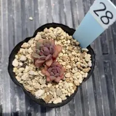 赤葉日高ミセバヤ 抜き苗 多肉植物 - メルカリ