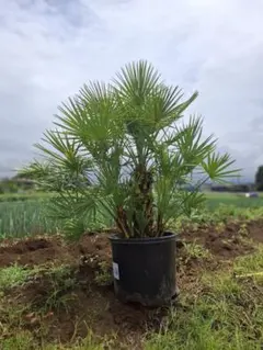 チャメロプス フミリス セリフィラ 10→12号鉢大株 高さ80cm 13年もの