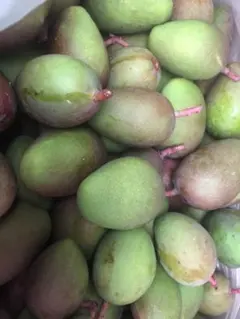 特大摘果マンゴー宮古島産箱込み19.0キロ - メルカリ
