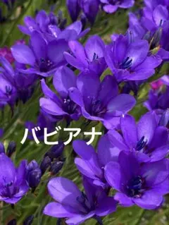 バビアナ　球根のサムネイル
