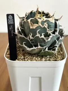 PLANET ROCK PLANTS/白鯨子株【11】のサムネイル