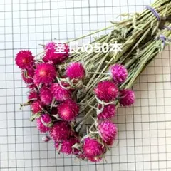 ストロベリーフィールド 千日紅 ドライフラワー 茎付き40本 ストロベリーフィールド 千日紅 ドライフラワー 茎付き40本 - メルカリ