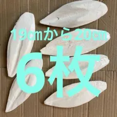明石産いかの甲羅 カルトボーン カットルボーン カトルボーン 6枚のサムネイル