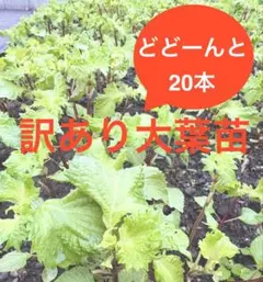 ギンバイカ 挿し木苗 抜き苗 D - メルカリ