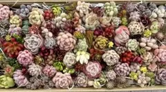 多肉植物 寄せ植えカット苗セットa