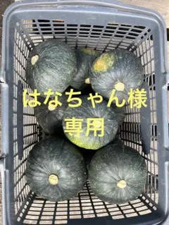 北海道産南瓜 20kg