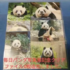 シャンシャン シャオシャオ レイレイ クリアファイル 中国雅安 上野