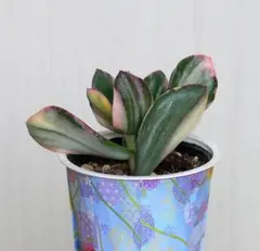 2025年最新】金の成る木の人気アイテム - メルカリ