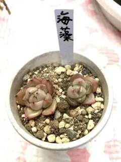 多肉　海藻　2苗