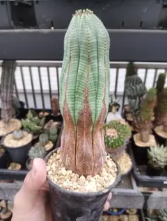 ベアルート弁慶柱55cm～57cm - メルカリ