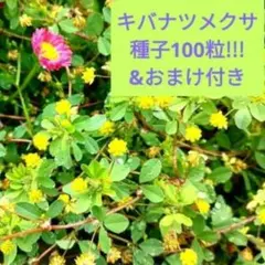 グランドカバーに!!!キバナツメクサ種子100粒&選べる種子のおまけ付きのサムネイル