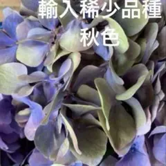 2025年最新】輸入アジサイ 苗の人気アイテム - メルカリ