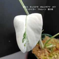 わにちゃん様専用　斑入り　モンステラ　ボルシギアナ　ホワイトタイガー　フルムーン
