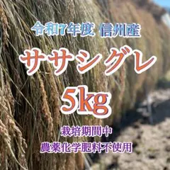 【無農薬】鳥取県産　砂丘らっきょう　ラッキョウ　5kg　M～L 無農薬】鳥取県産 砂丘らっきょう ラッキョウ 5kg - メルカリ