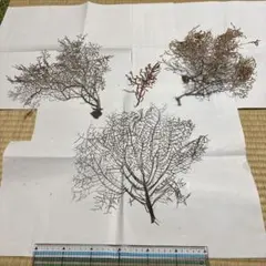 深海植物9-21