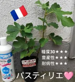 2026年最新】苗木・植木 果樹の人気アイテム - メルカリ