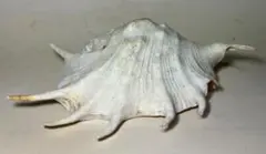 大型 クモガイ 蜘蛛貝 貝殻 置物 魔除け 美品