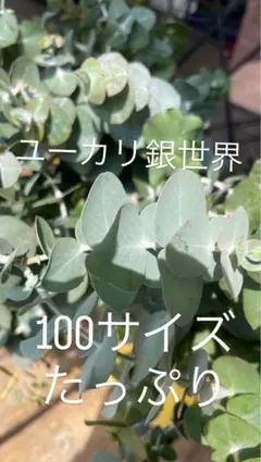 ユーカリ銀世界実付きフレッシュ…*＊ - メルカリ