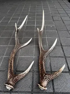 鹿の角 約60cm (ニホンジカ) - メルカリ