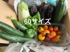 野菜詰め合わせ　60サイズ　栽培期間中農薬不使用‼️のサムネイル