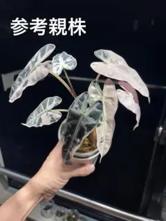 2026年最新】アロカシア 斑入りの人気アイテム - メルカリ