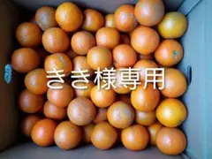 きき様専用　屋久島たんかん MS 10キロ