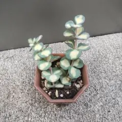 斑入り ミセバヤ カット苗 - メルカリ