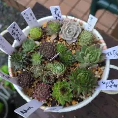 2025年最新】センペルの人気アイテム - メルカリ