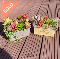 多肉植物　寄せ植え　そのまま飾れる　多肉　このまま飾れる