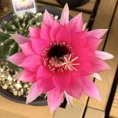素粧 新品種花サボテン エキノプシス属 巨大カキコ - メルカリ